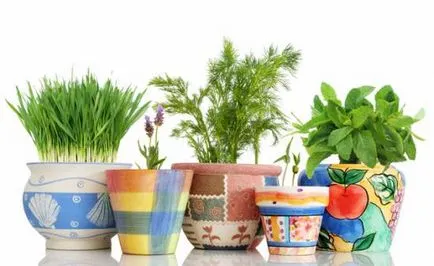 Ceea ce pot fi cultivate în timpul iernii pe pervazul ferestrei (pervaz) Ceea ce pot fi cultivate în timpul iernii pe pervazul ferestrei