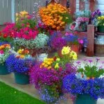 Flori în țară cu nume - 58 fotografii