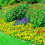 Flori de gradina (48 fotografii), în special frumoase grădini de flori, cum să faci o movilă de flori, foto și video