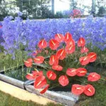 Flori de gradina (48 fotografii), în special frumoase grădini de flori, cum să faci o movilă de flori, foto și video