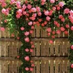 Flori de gradina (48 fotografii), în special frumoase grădini de flori, cum să faci o movilă de flori, foto și video