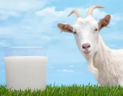 Care este știința animalelor