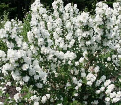 Chubushnik (Jasmine Garden) de plantare și îngrijire în aer liber! Fotografie (aterizare) Chubushnik (Jasmine Garden) de plantare și îngrijire în aer liber! fotografie