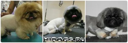 Tunsoare pechinez de un leu, o simplă tunsoare atunci când se taie (tunsorile foto) (haircut) Tunsoare pechinez de un leu, o simplă tunsoare atunci când se taie (tunsori foto)