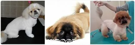 Tunsoare pechinez de un leu, o simplă tunsoare atunci când se taie (tunsorile foto) (tunsori) Tunsoare pechinez de un leu, o simplă tunsoare atunci când se taie (tunsori foto)