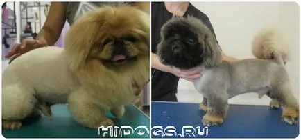 Tunsoare pechinez de un leu, o simplă tunsoare atunci când se taie (tunsorile foto) (haircut) Tunsoare pechinez de un leu, o simplă tunsoare atunci când se taie (tunsori foto)