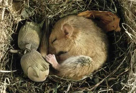 Ce este hibernare atunci când merg în hibernare urșii și alte animale