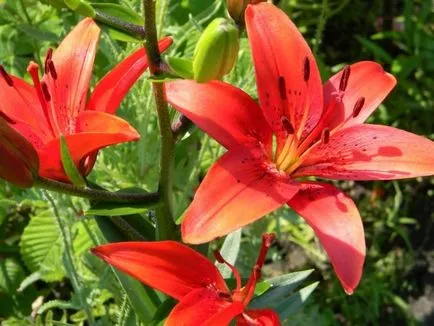 Flori de gradina (48 fotografii), în special frumoase grădini de flori, cum să faci o movilă de flori, foto și video