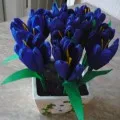 flori Aster de hârtie ondulat