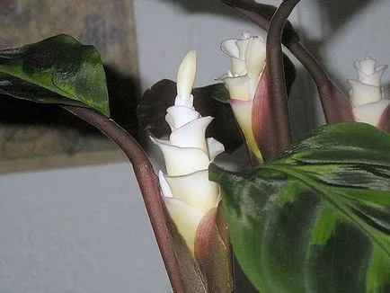 Flower Calathea - de îngrijire în reproducerea acasă și transplantul de Qalat; de ce se usuca si Calathea