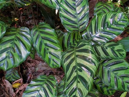 Flower Calathea - de îngrijire în reproducerea acasă și transplantul de Qalat; de ce se usuca si Calathea