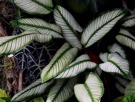 Flower Calathea - de îngrijire în reproducerea acasă și transplantul de Qalat; de ce se usuca si Calathea