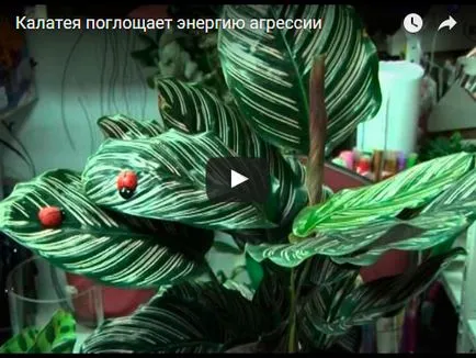 Flower Calathea - de îngrijire în reproducerea acasă și transplantul de Qalat; de ce se usuca si Calathea