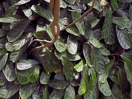 Flower Calathea - de îngrijire în reproducerea acasă și transplantul de Qalat; de ce se usuca si Calathea