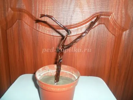 Lemn din sticle de plastic cu propriile lor mâini