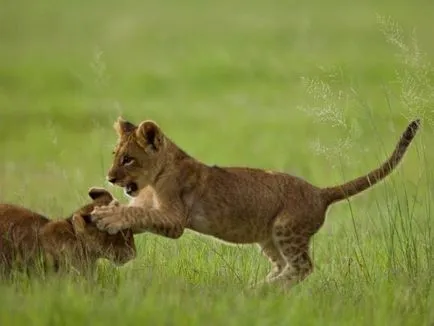 pisici tinere mari sunt distractive! (Okavango Delta) pisici tinere mari sunt distractive!