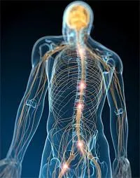 Sistemul endocrin - este