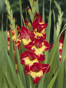 Plant Enciclopedia Gladiolus (gladiolus)