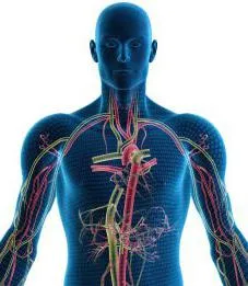 Sistemul endocrin - este