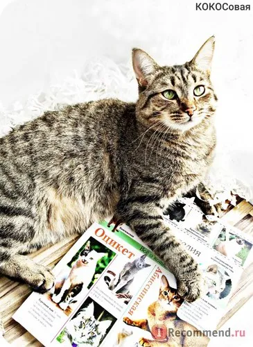 Enciclopedia Cat