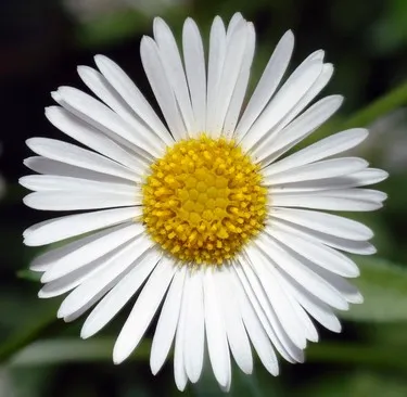 reproducere Erigeron, fotografie, îngrijire, tipuri