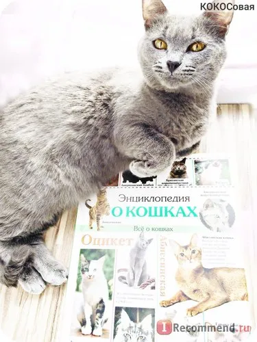Enciclopedia Cat