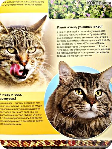 Enciclopedia Cat
