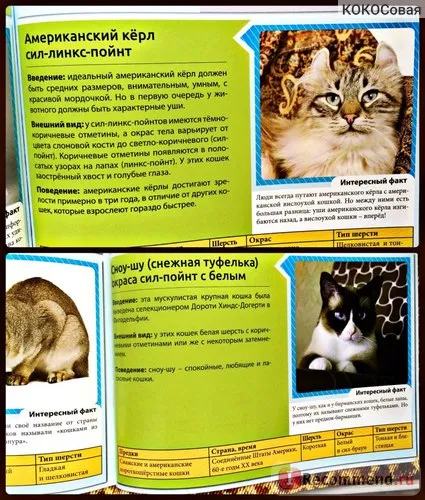 Enciclopedia Cat