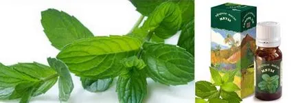 Menta proprietăți de uleiuri esențiale și metode de utilizare