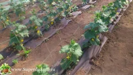 În cazul în care răsadurile sunt întinse Balzaminov