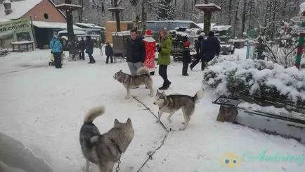 Excursie la canisa husky și câini de sanie - andiriney