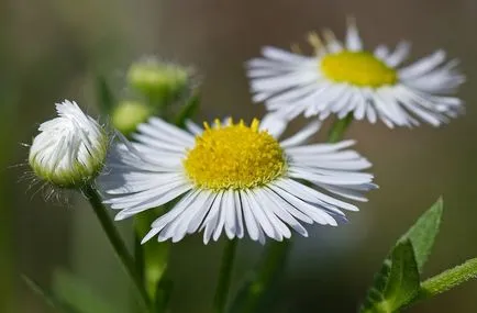 Erigeron fotografie, de plantare și îngrijire
