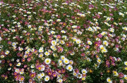 Erigeron fotografie, de plantare și îngrijire