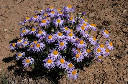 Erigeron fotografie, de plantare și îngrijire