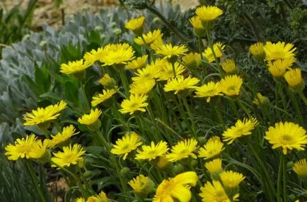 Erigeron fotografie, de plantare și îngrijire