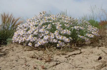 Erigeron fotografie, de plantare și îngrijire