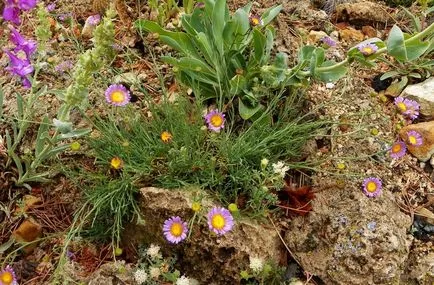 Erigeron fotografie, de plantare și îngrijire
