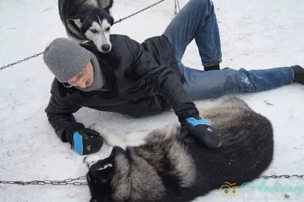 Excursie la canisa husky și câini de sanie - andiriney