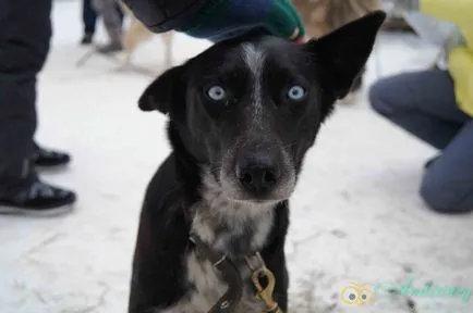 Excursie la canisa husky și câini de sanie - andiriney