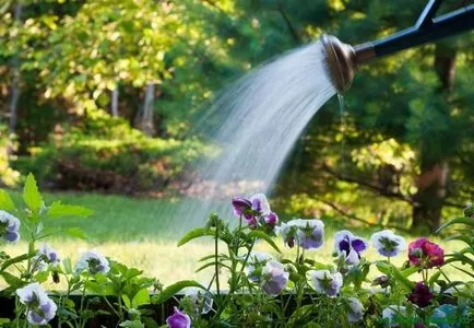 Erigeron tot mai mare de semințe de la domiciliu! (În creștere) Erigeron tot mai mare de semințe de la domiciliu!