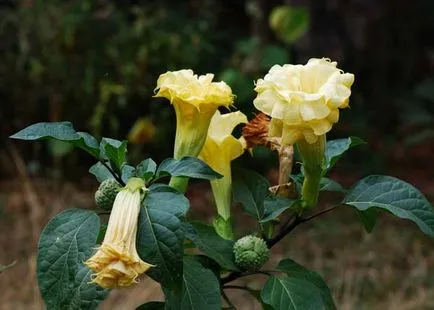 Jimson buruienilor (Datura - Datura)