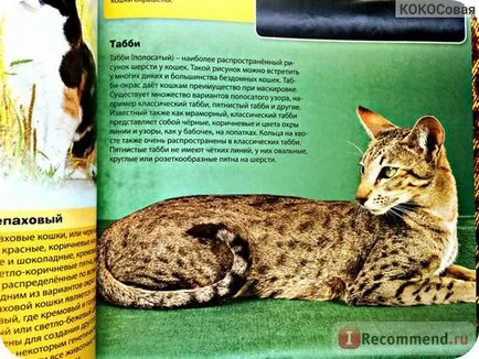 Enciclopedia Cat