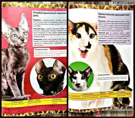 Enciclopedia Cat