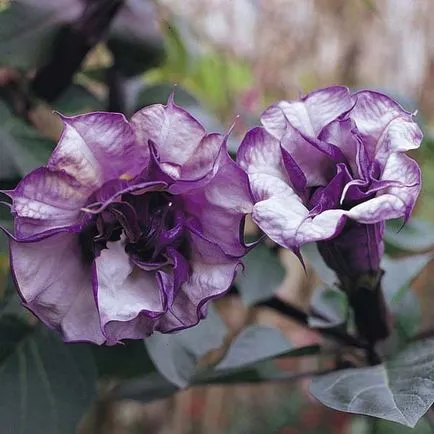 Jimson buruienilor (Datura - Datura)