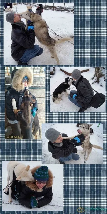 Excursie la canisa husky și câini de sanie - andiriney