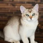European descriere shorthair rasă, fotografii, video