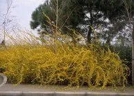 Forsythia (forsythia) specii cu o fotografie, cultivare, îngrijire, tăiere, iernare, de reproducție