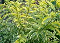 Forsythia (forsythia) specii cu o fotografie, cultivare, îngrijire, tăiere, iernare, de reproducție
