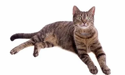 Shorthair European (Celtic) imagine, pret, descriere rasa, caracter, video -