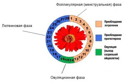 Faza zilelor ciclului menstrual ca fazele ciclului menstrual, comentarii